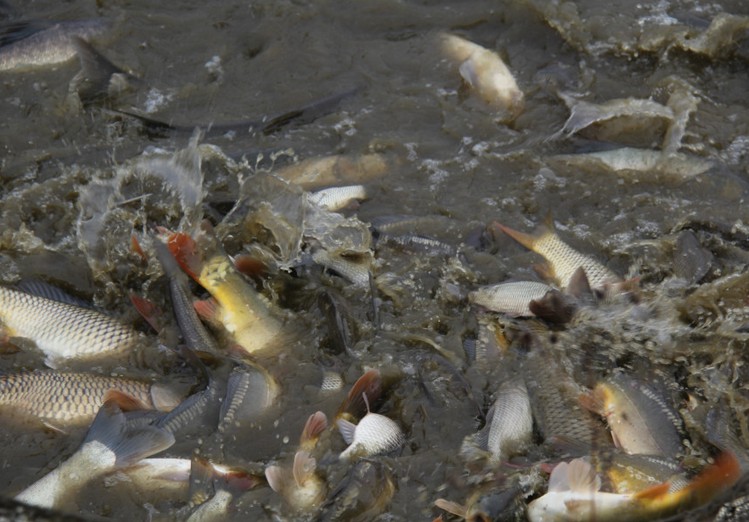  養(yǎng)殖業(yè)的溶氧知識(shí)