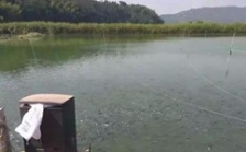  水產(chǎn)養(yǎng)殖水質(zhì)檢測(cè)標(biāo)準(zhǔn)，這五個(gè)方面讓水質(zhì)恢復(fù)清新